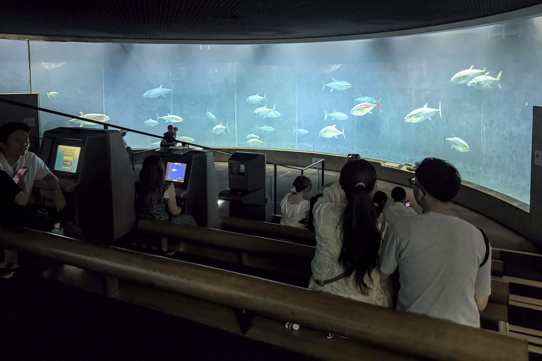 large tuna tank at Tokyo Sea Life Park