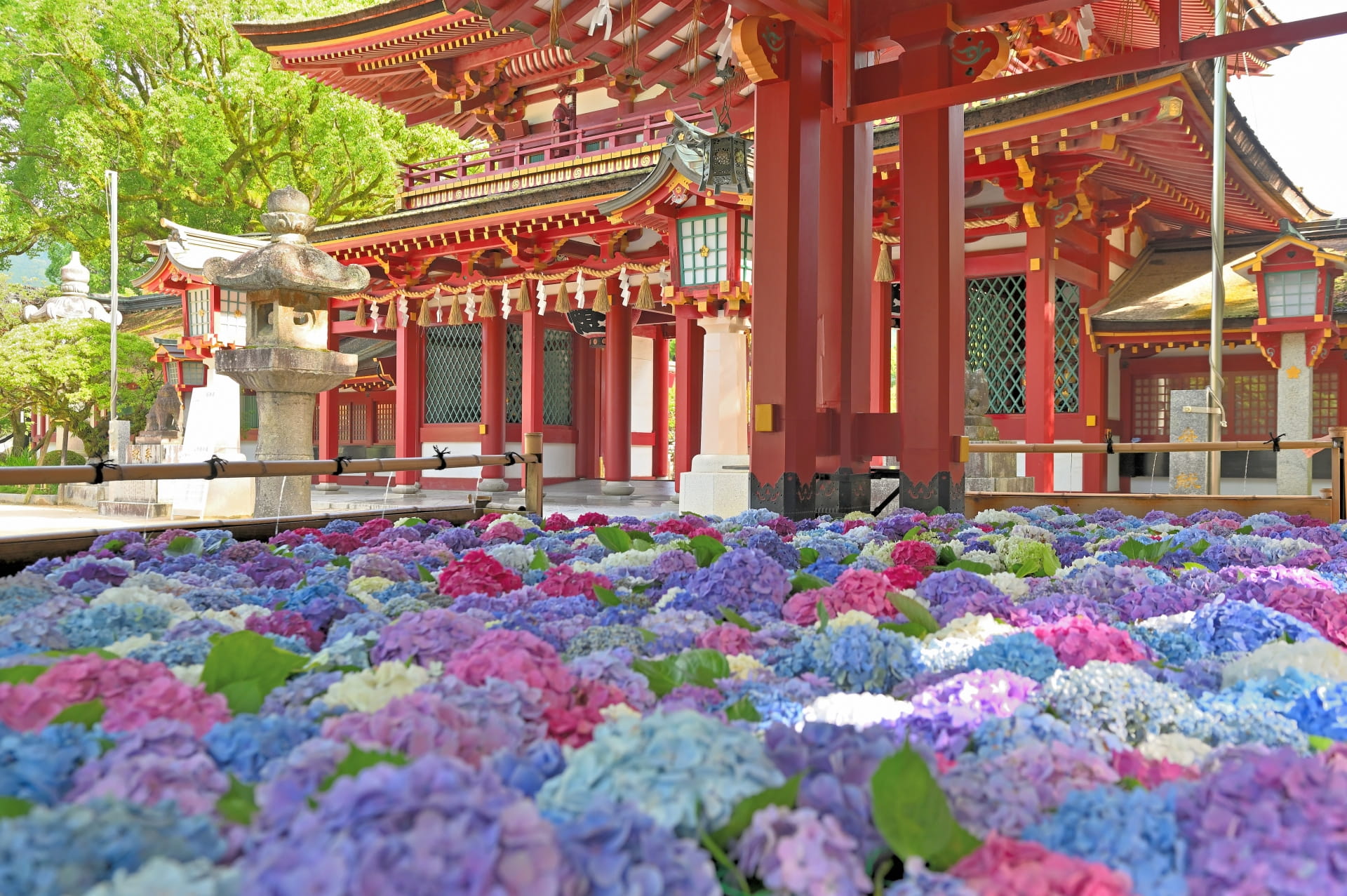hydrangea in Kyushu