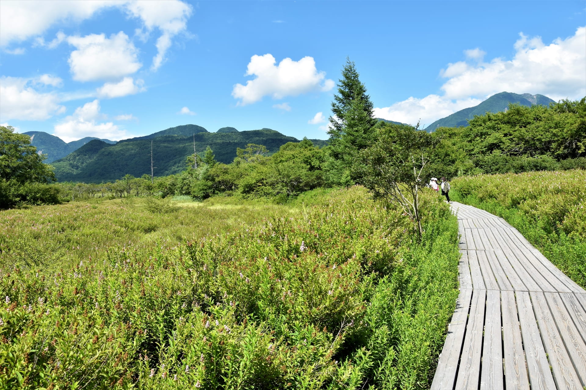 Senjogahara Marshland in Summer