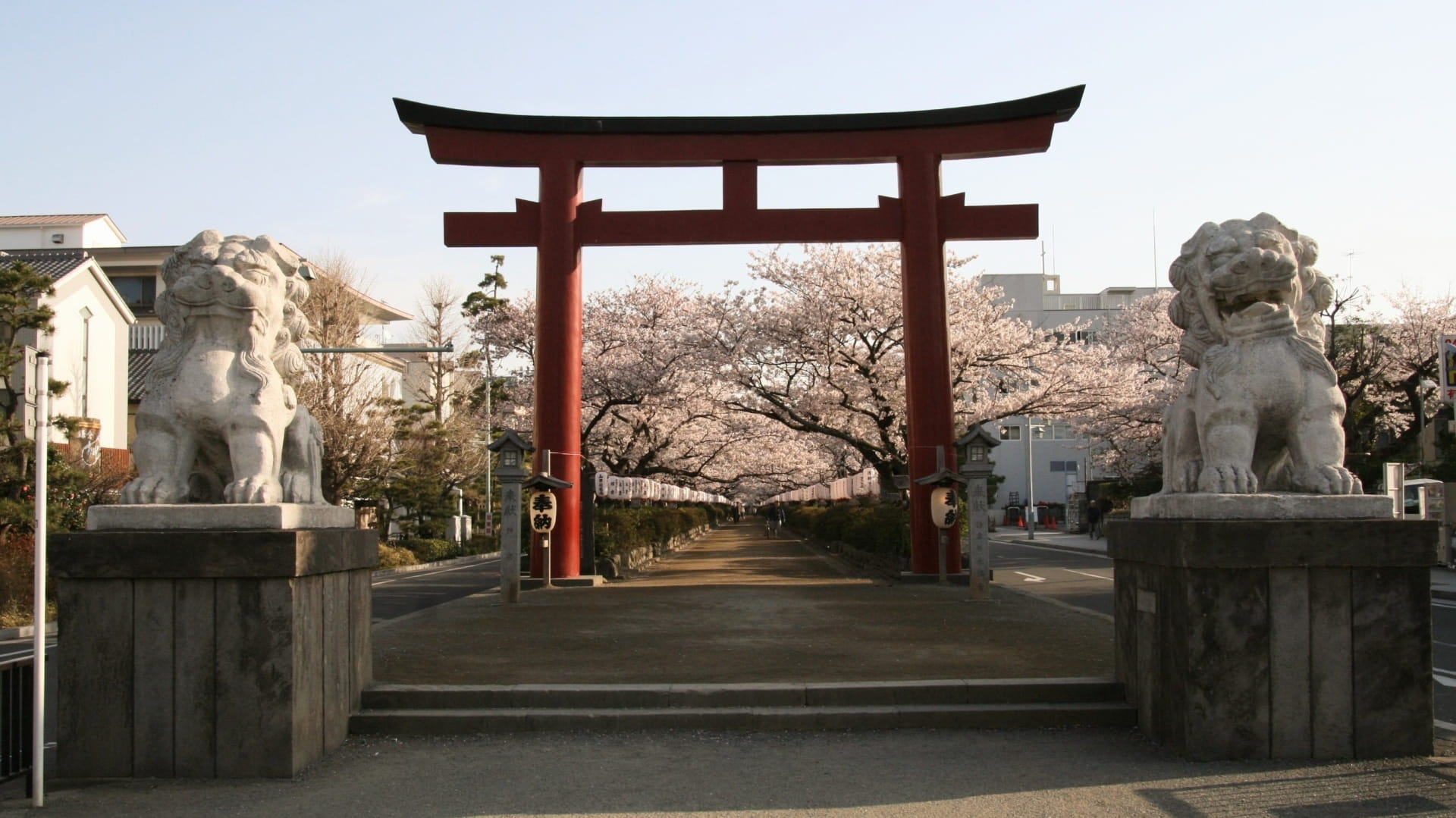 Sakura lining the dankazura walkway to Tsurugaoka Hachimangu
