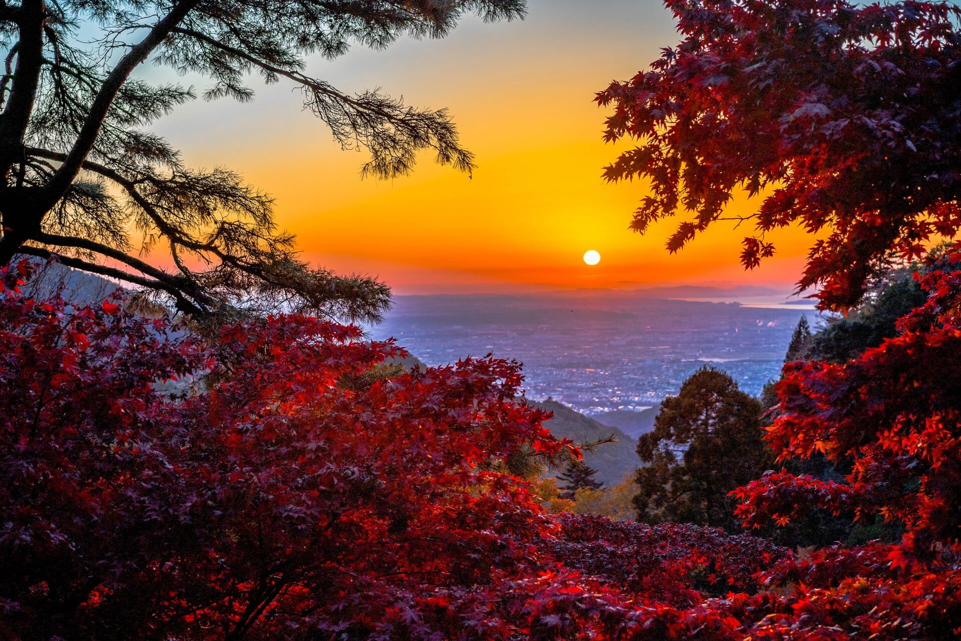 Autumn leaves during sunset at Mount Oyama