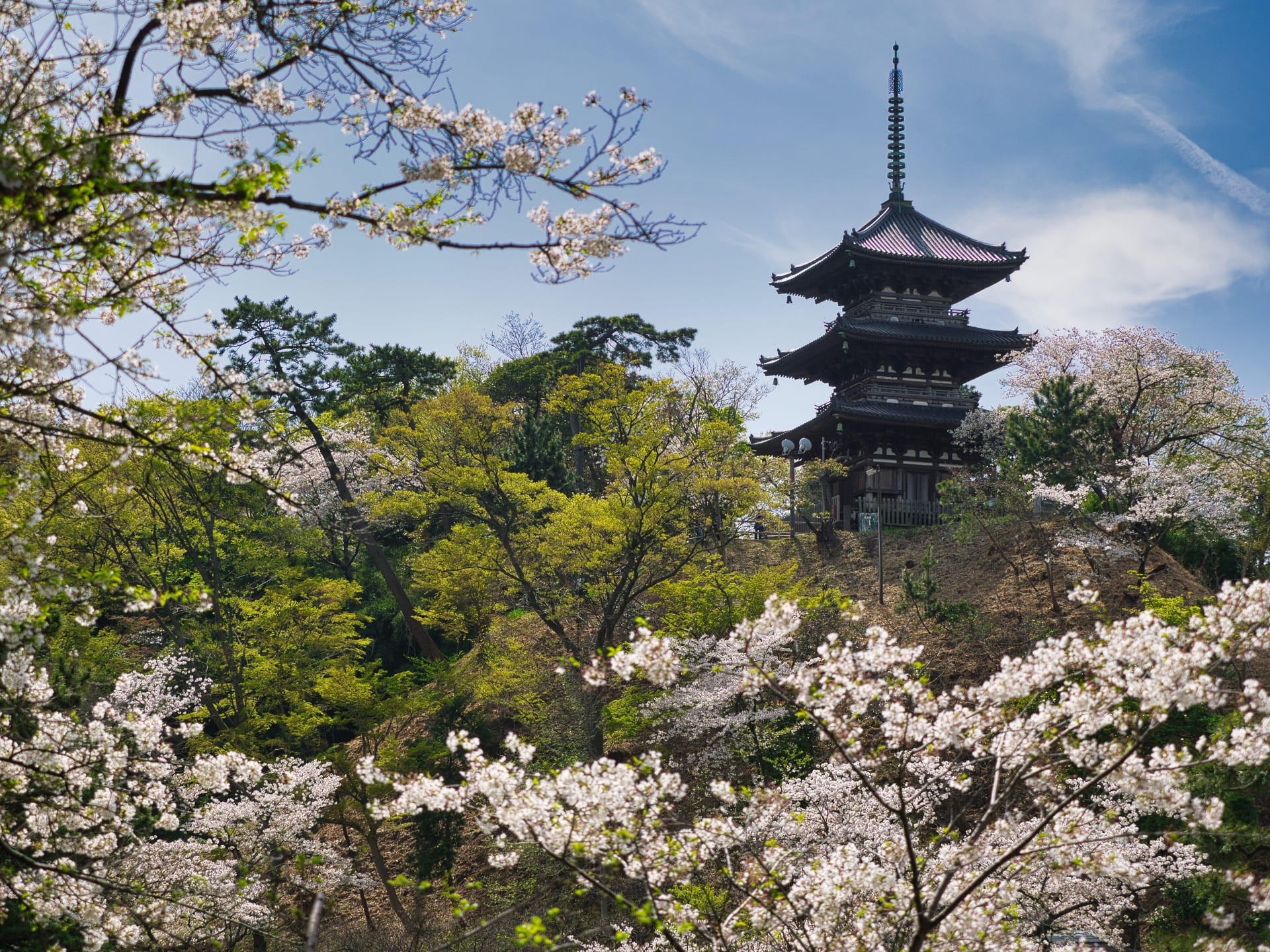 Three story pagoda with cherry blossoms at Sankeien Garden