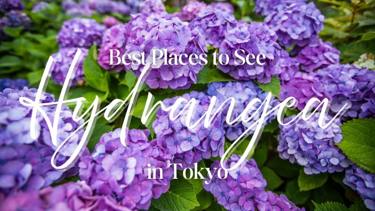 Best Places to See Hydrangeas in Tokyo (2026 Guide)