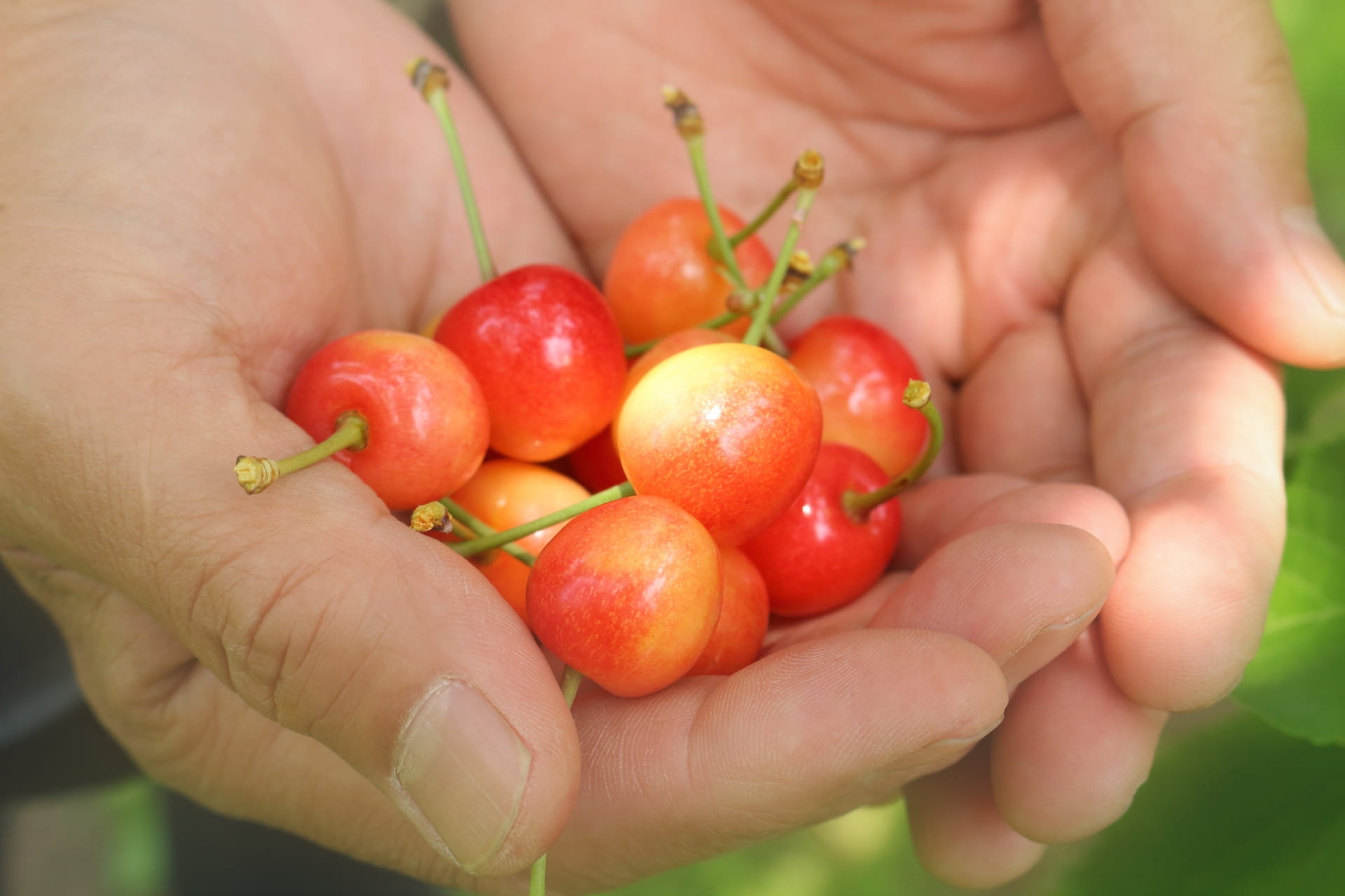 Sato-Nishiki cherries (Yamagata)