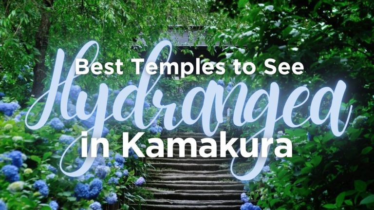 Best Temples in Kamakura for Hydrangea (Ajisai) Viewing 2026 — Meigetsu-in, Hase-dera and the Kita-Kamakura Walk