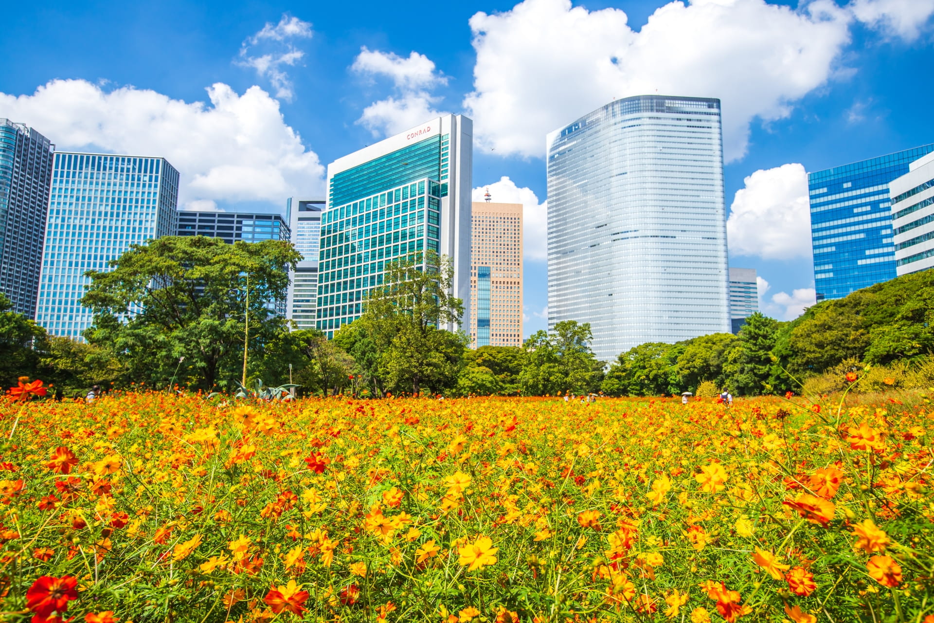 Cosmos flowers at Hamarikyu Gardens
