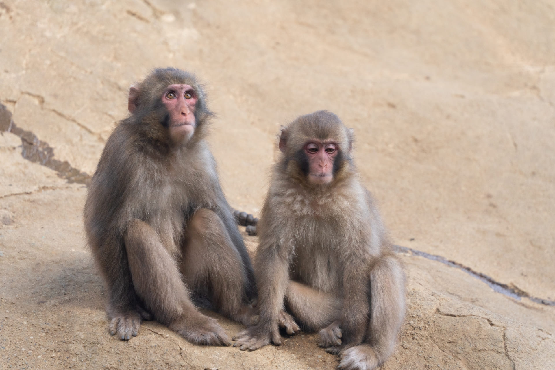 Japanese macaques at Mount Takao Monkey Park