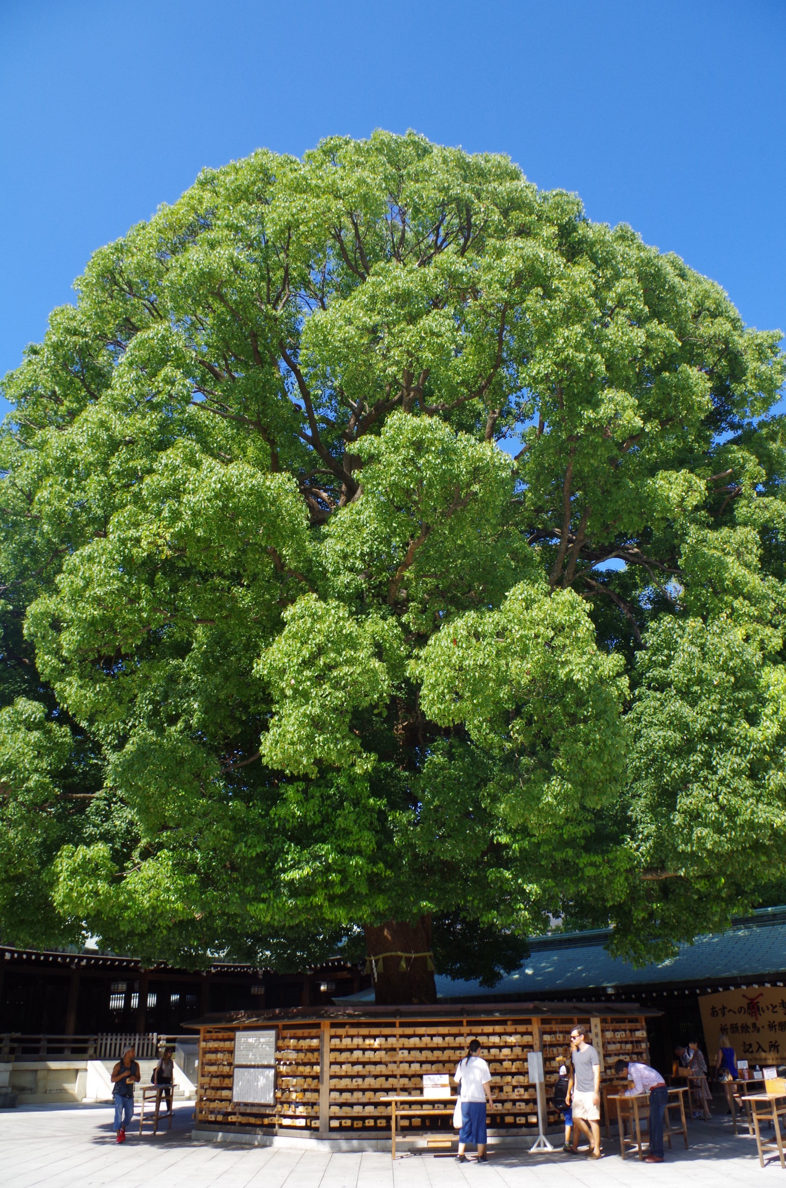 Gigantic tree at Meiji Shrine