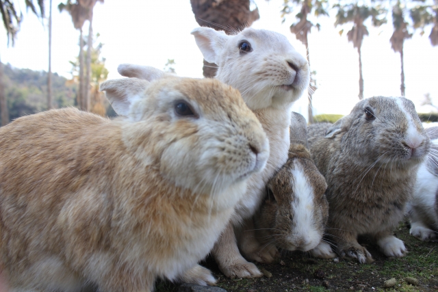 大久野島：日本的兔子島
