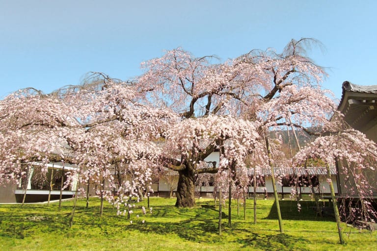 醍醐寺：擁有一千株櫻花的京都世界遺產寺廟
