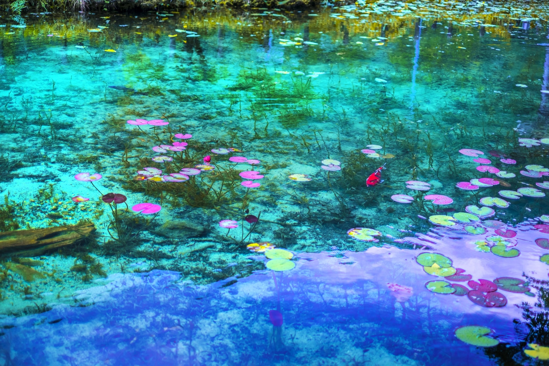 日本猶如莫內畫作的神秘池塘
