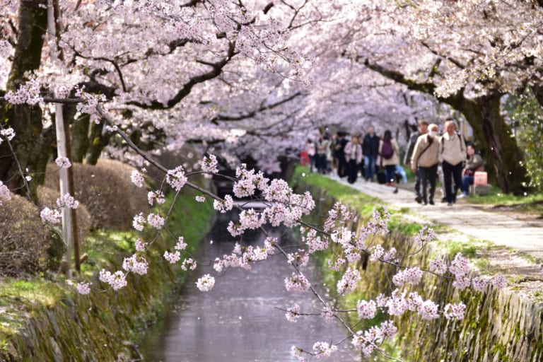 哲學之道京都櫻花