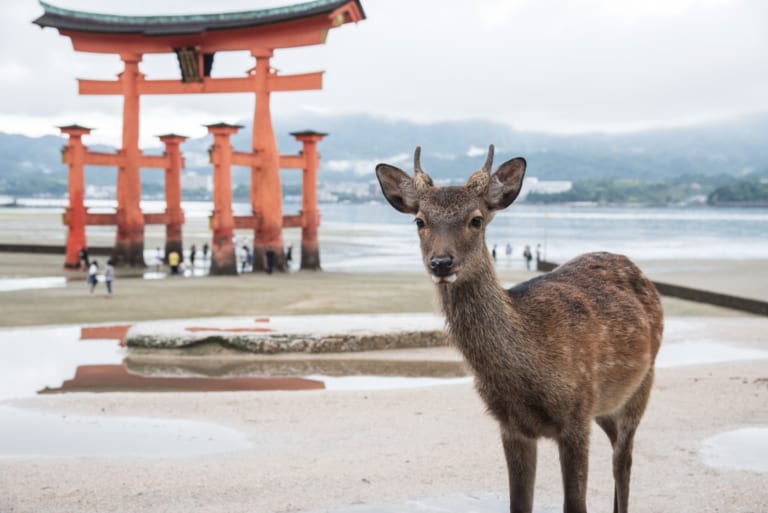 廣島最佳10大活動
