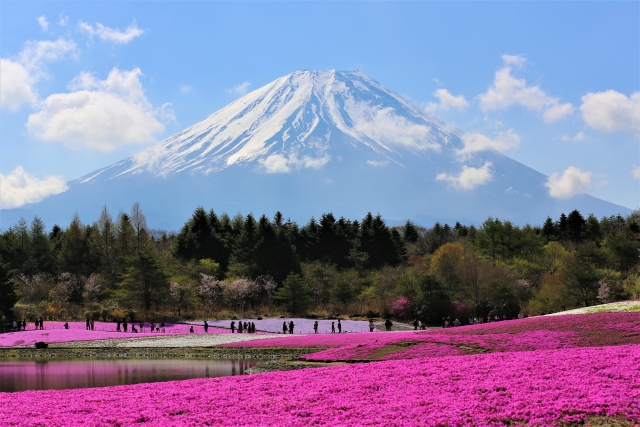 富士芝櫻祭