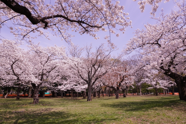 代代木公園櫻花