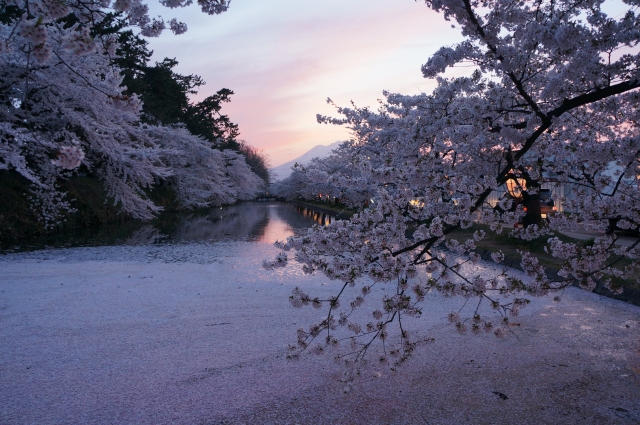 日本欣賞晚開櫻花的最佳地點