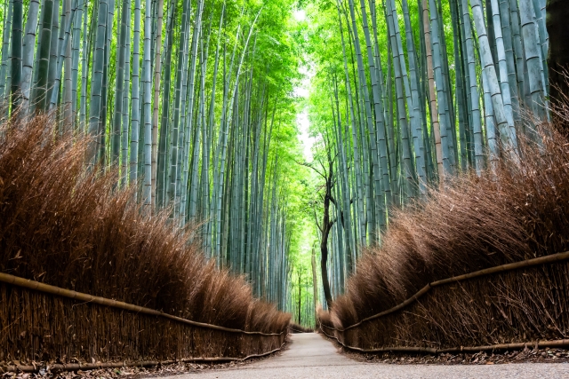 京都嵐山竹林小徑