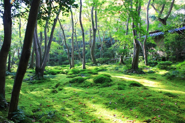 祇王寺：京都最綠意盎然的寺廟