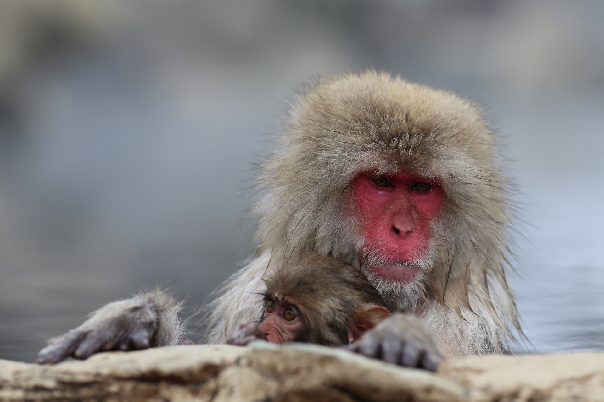 地獄谷猴子公園：遇見雪猴