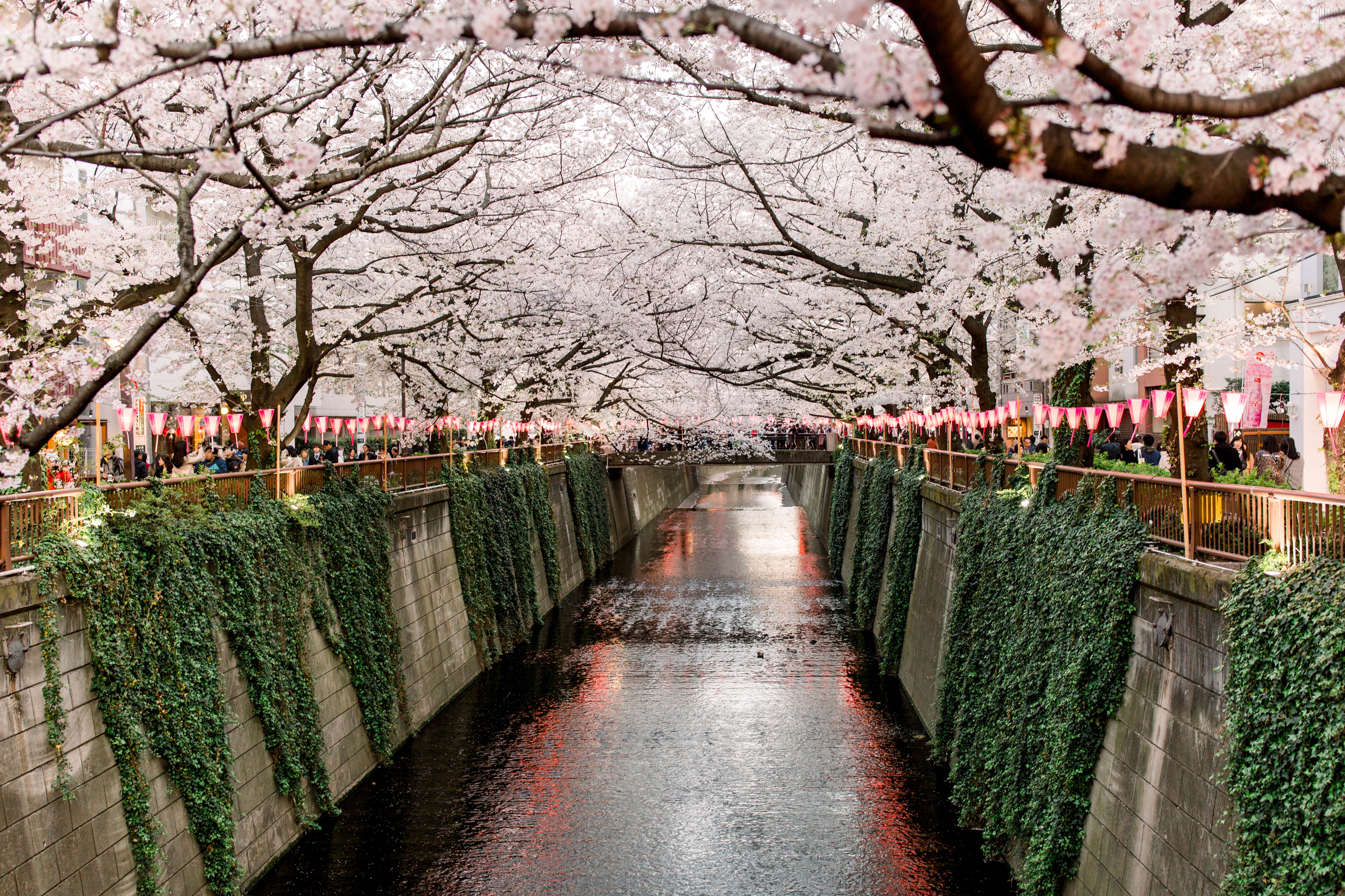 東京 2024 年六大櫻花祭賞櫻地點