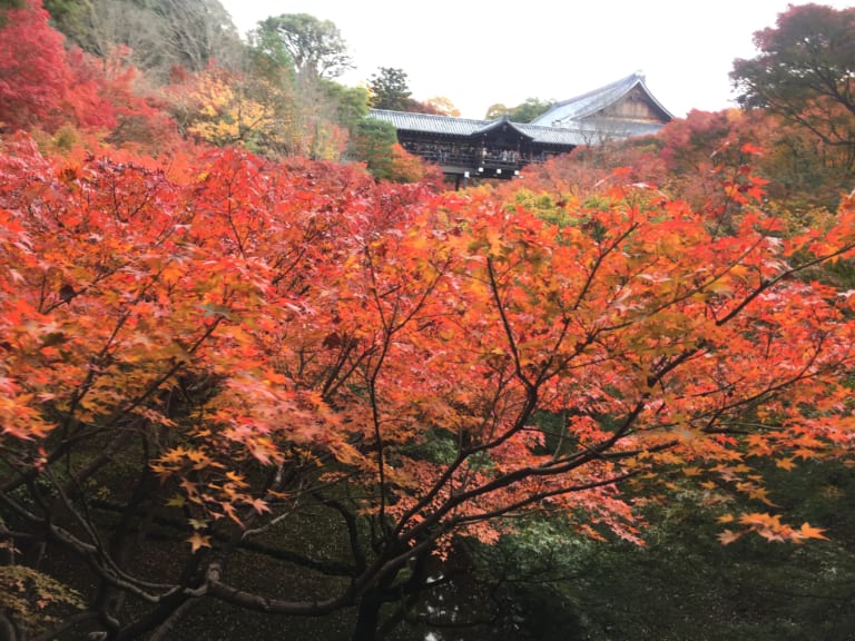東福寺：京都欣賞秋葉的最佳寺廟！
