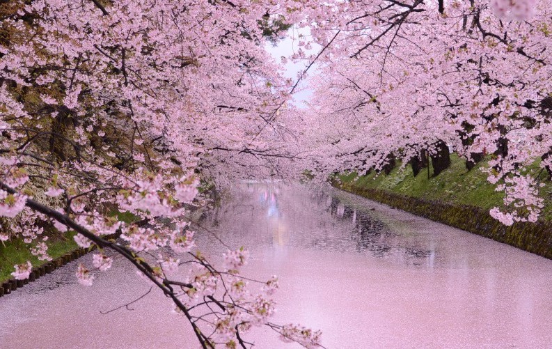 Cherry blossoms in Hirosaki Park, Aomori