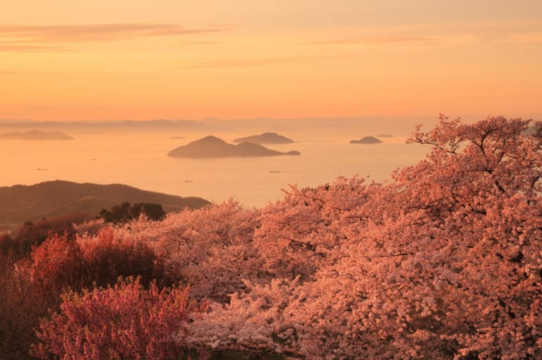 紫雲出山：櫻花下俯瞰瀨戶內海