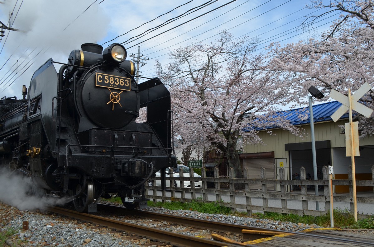 長瀞欣賞火車頭旁的大型櫻花樹
