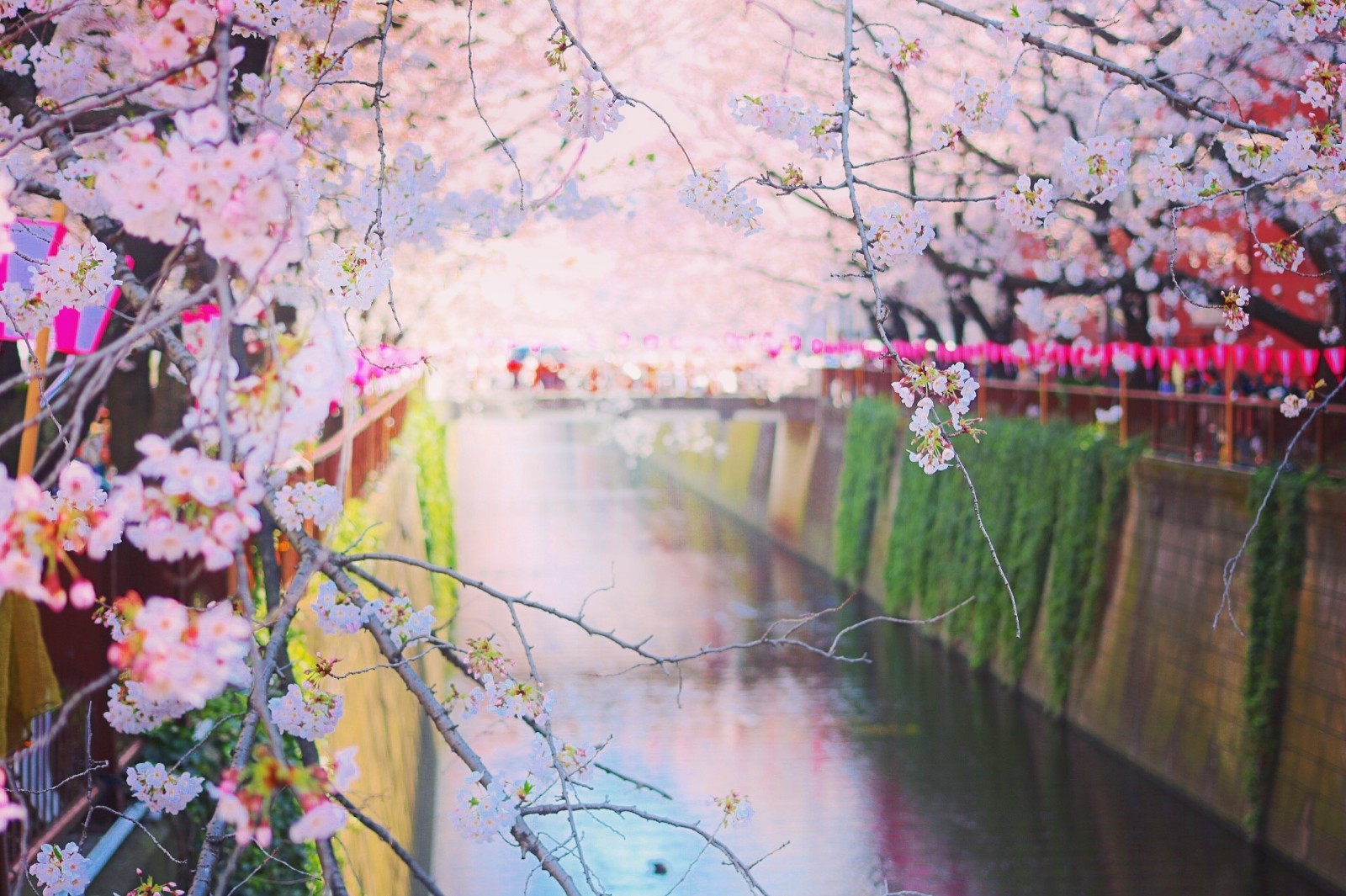日本春季：十大最佳活動