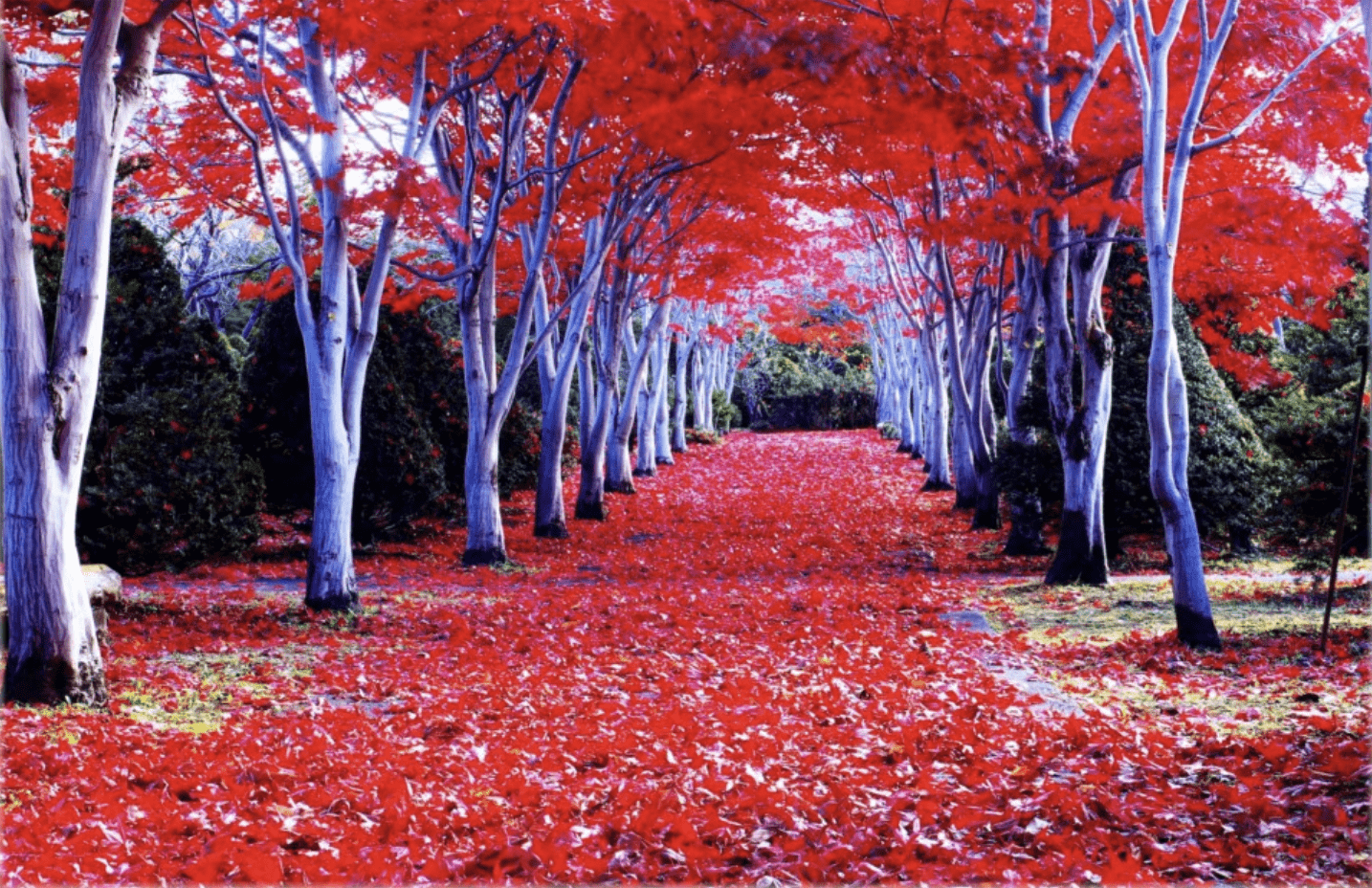 北海道秋葉：5個最美景點