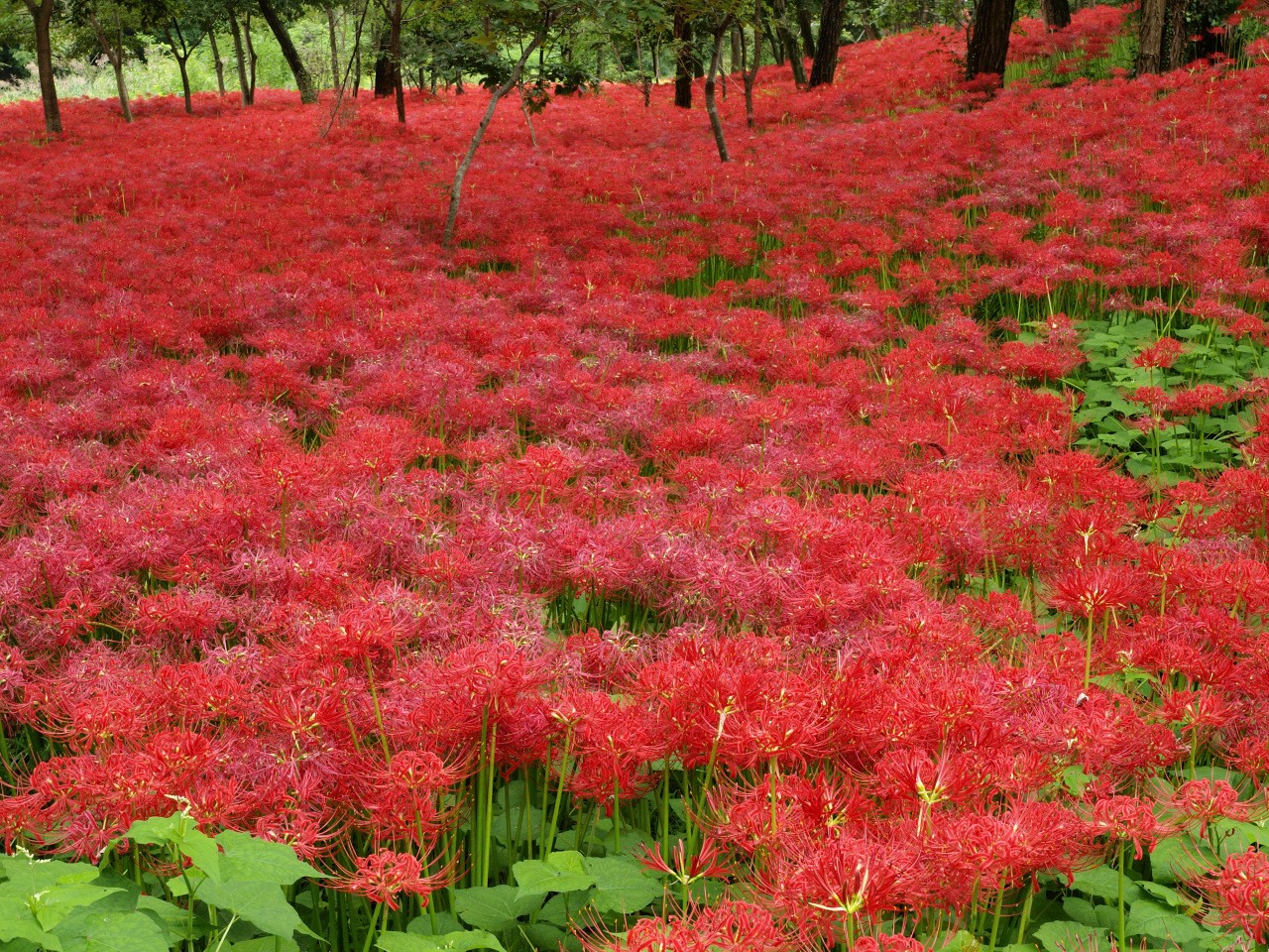 巾着田曼珠沙華田：東京附近觀賞火紅的花朵！