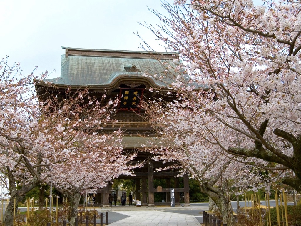 鎌倉欣賞美麗櫻花的3大名所