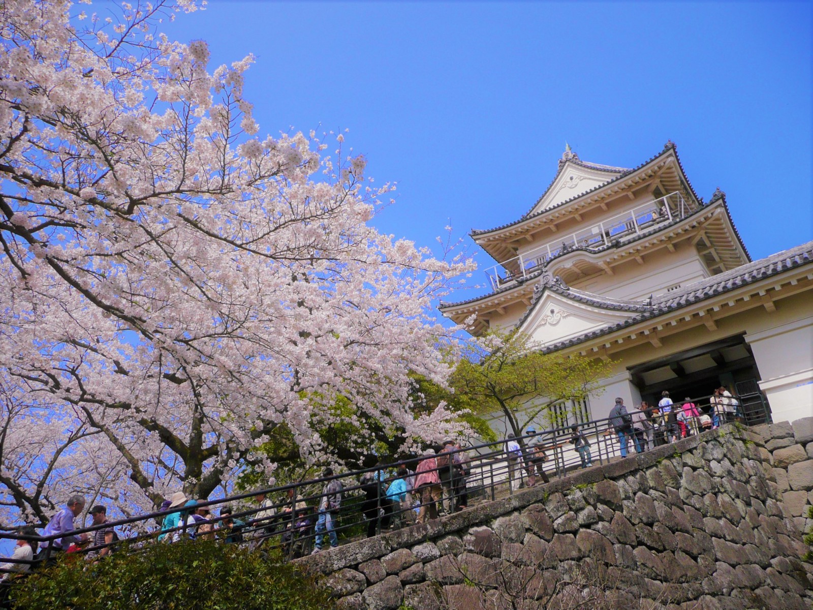 從東京出發的春季一日遊：關東地區最佳賞櫻景點