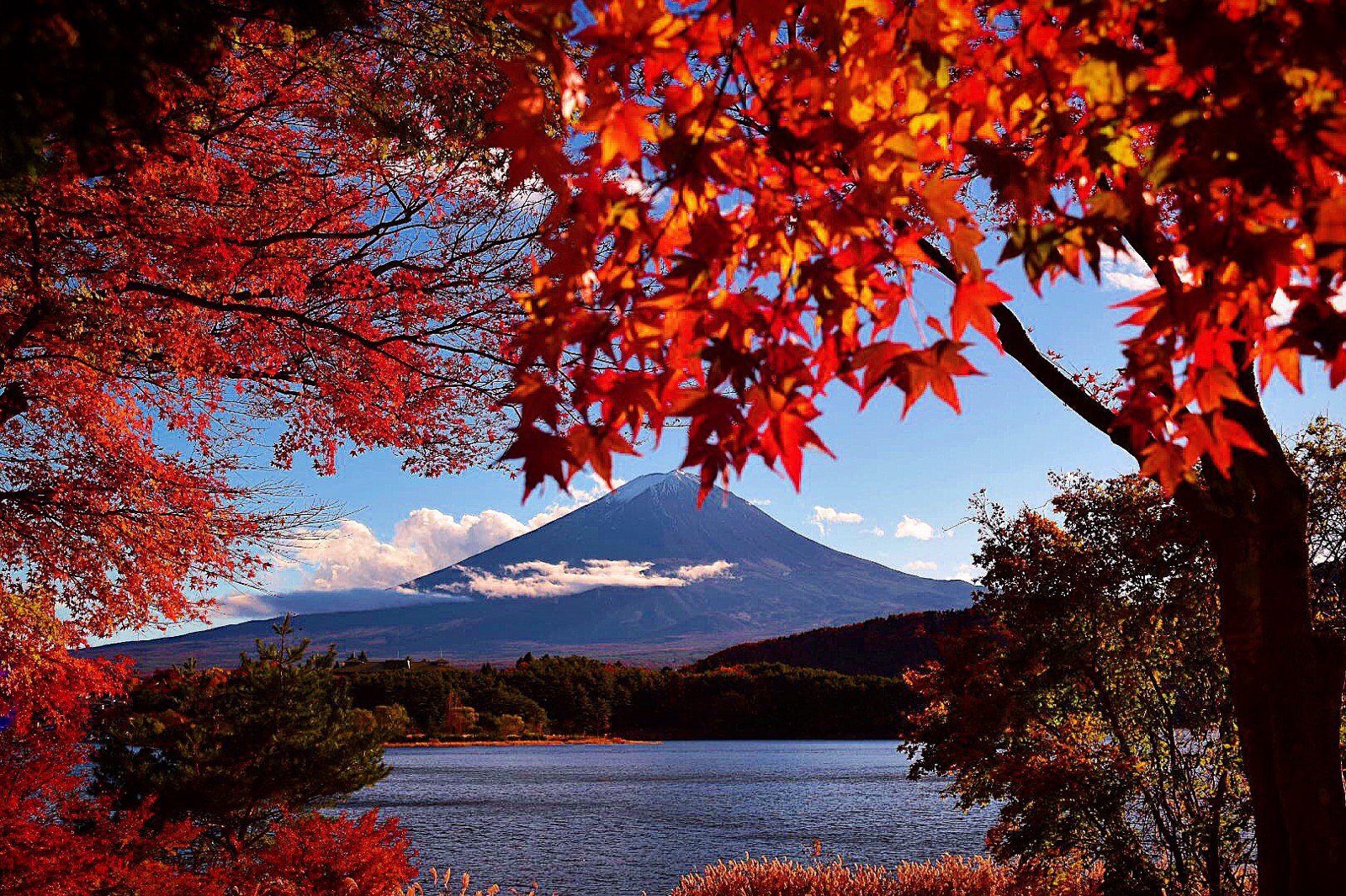 富士河口湖紅葉節