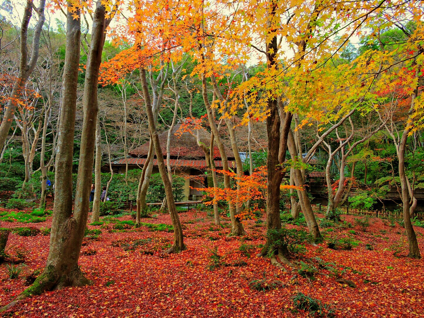 京都10大最佳賞秋景點
