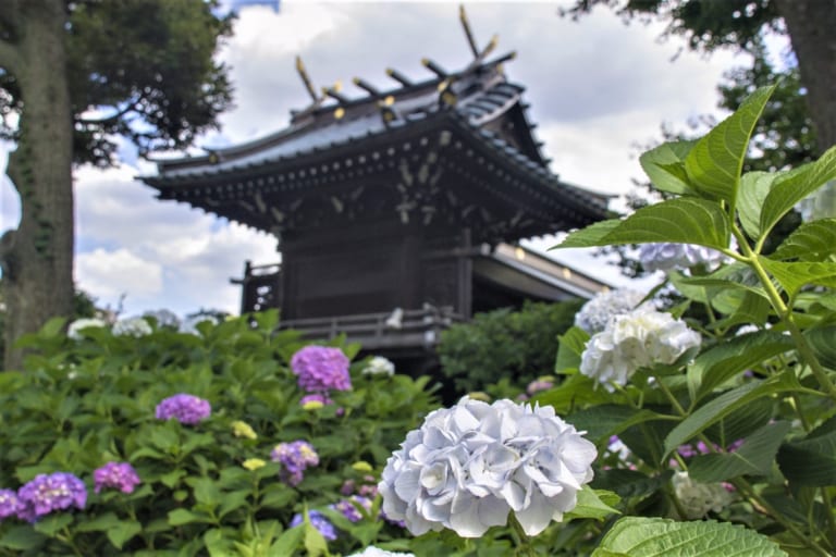 文京紫陽花節2023