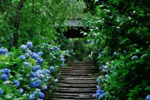 鎌倉繡球花(紫陽花)：賞花3大寺廟