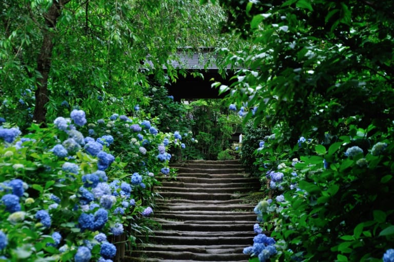 鎌倉繡球花(紫陽花)：賞花3大寺廟