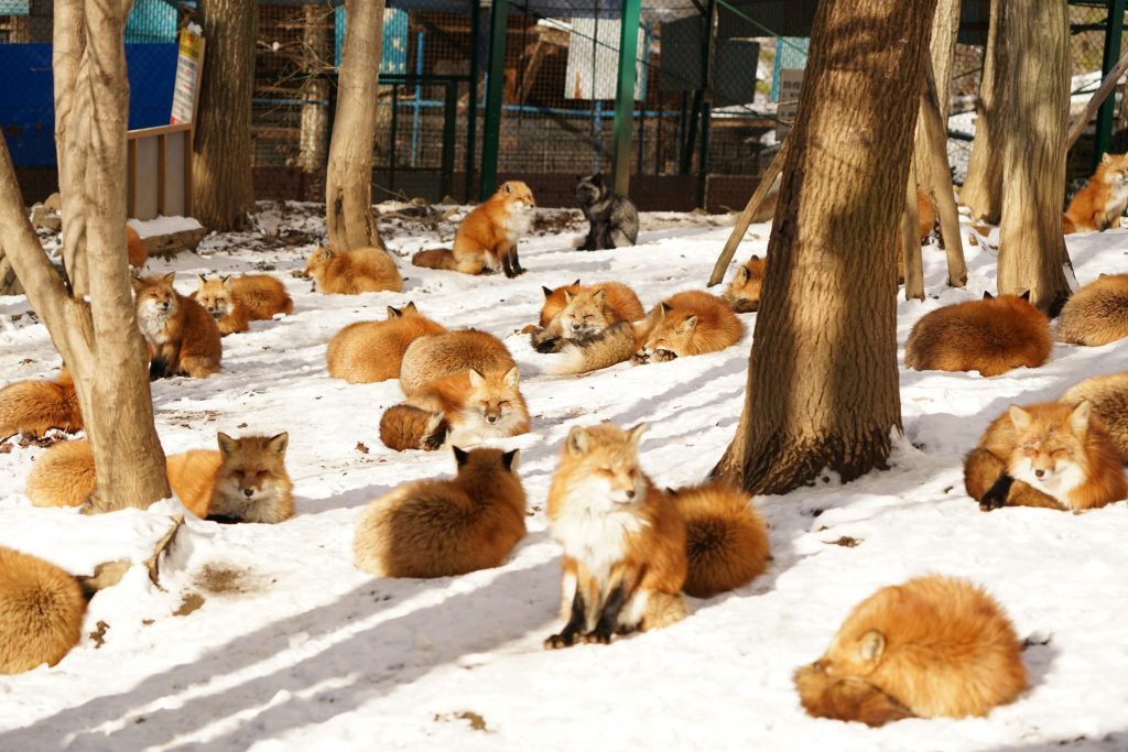 藏王狐狸村：日本最可愛的狐狸天堂