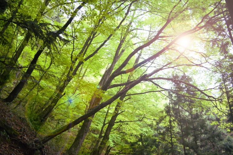 東京十大自然景點