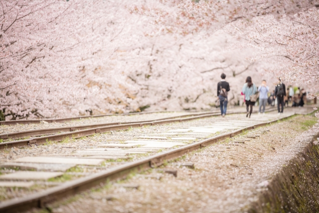 京都蹴上坡道：舊鐵路的櫻花