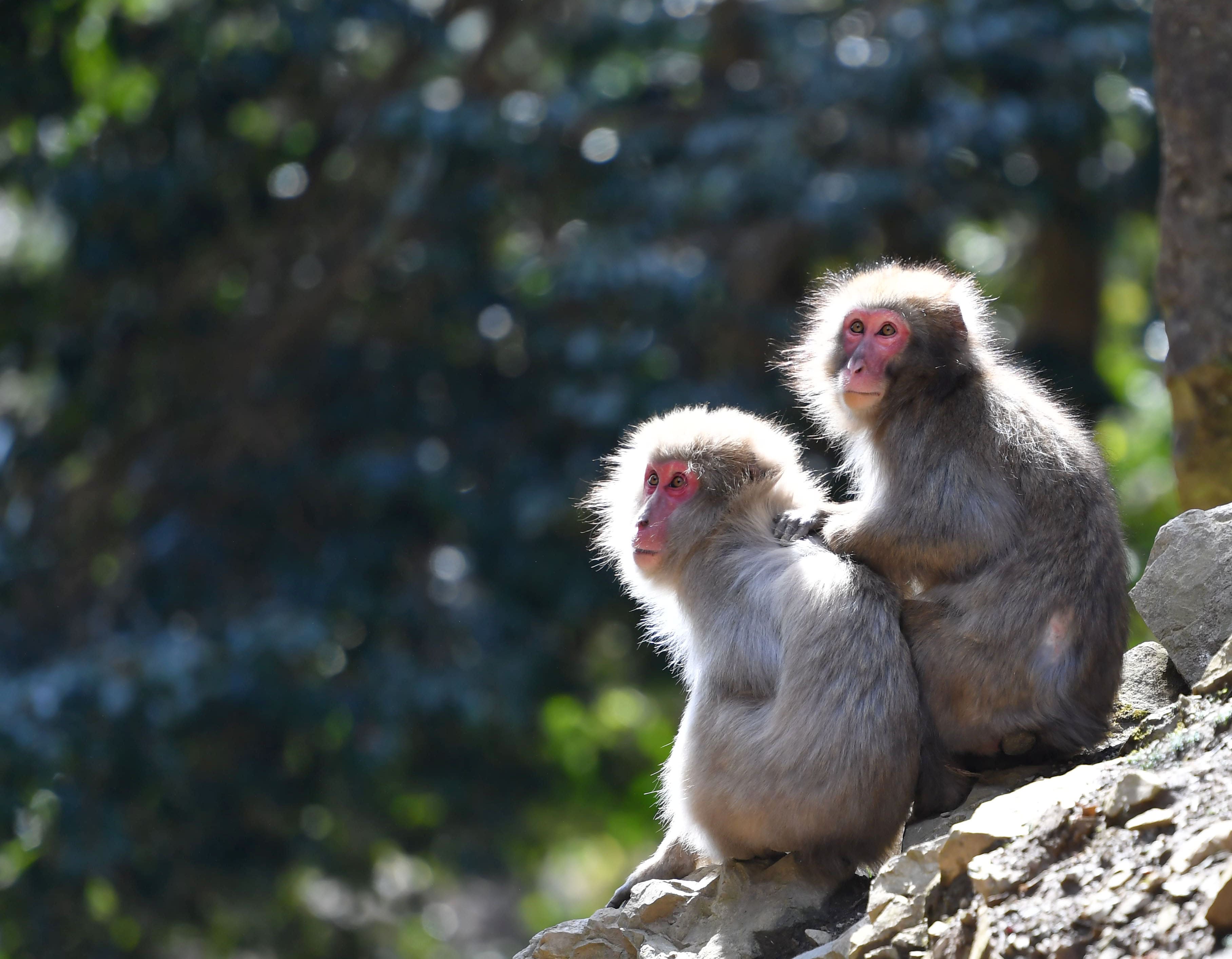 Monkeys at Minoo Park
