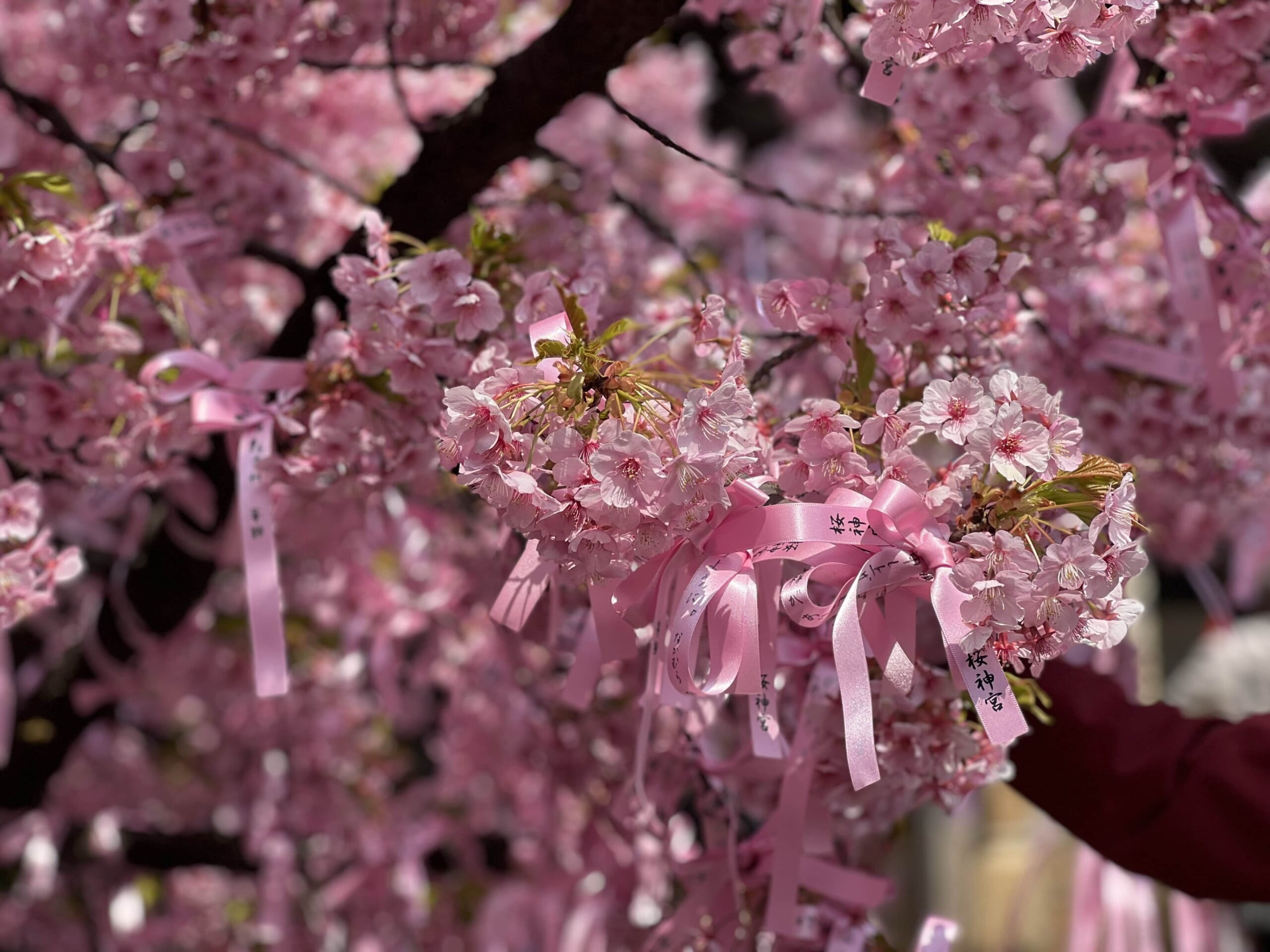 Tokyo Sakura Shrine Cherry Blossom
