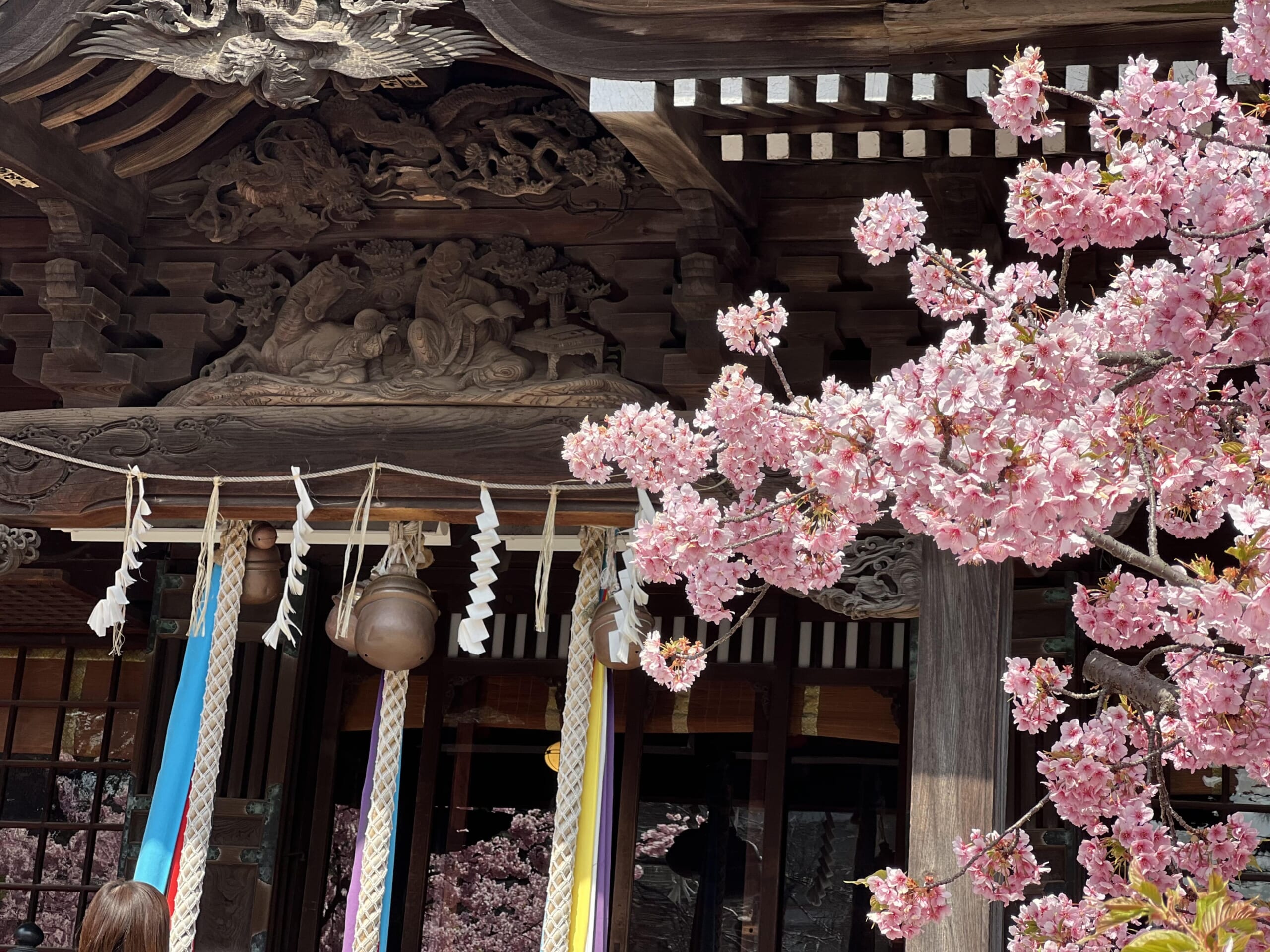 Tokyo Sakura Shrine Cherry Blossom