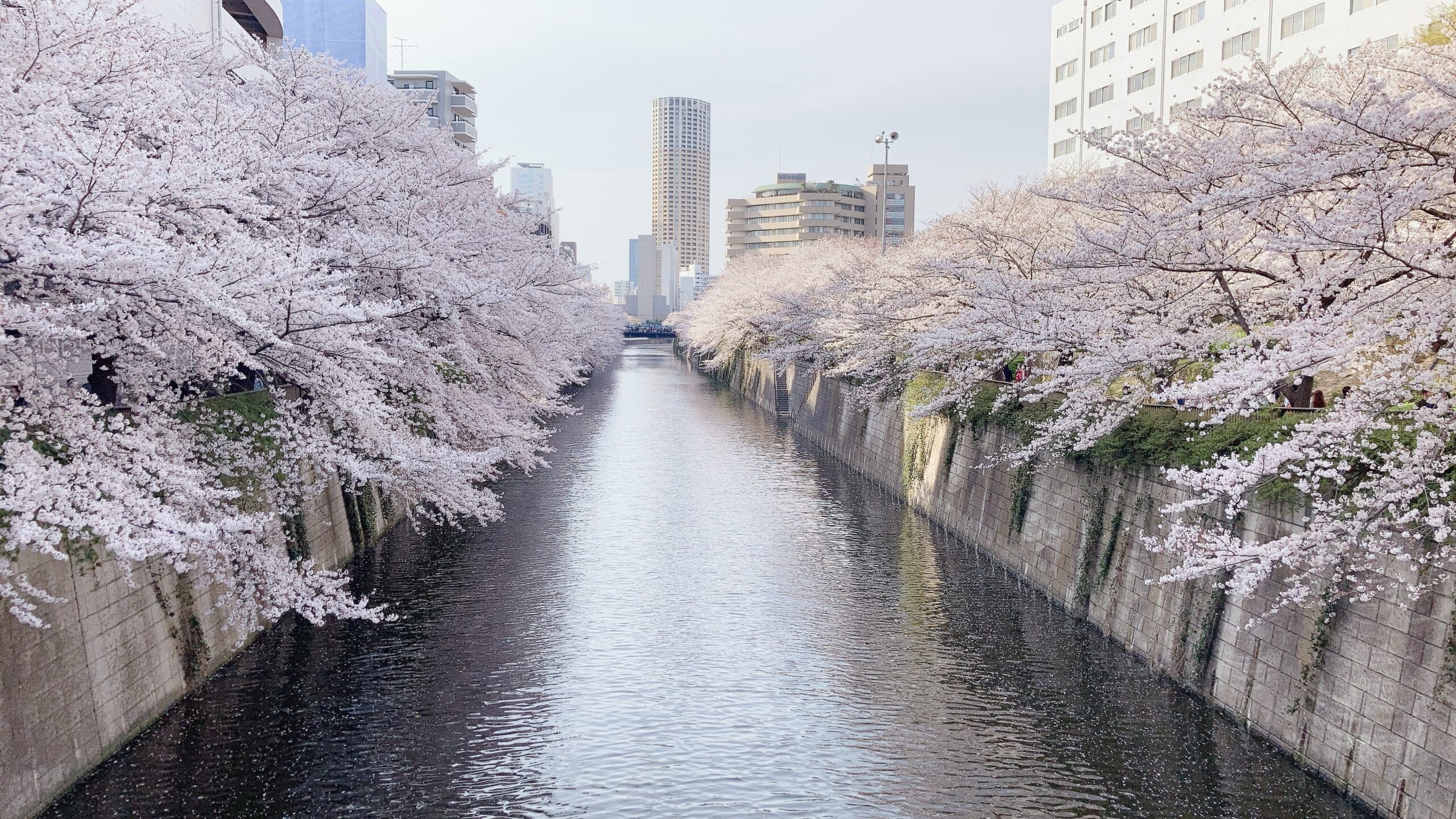 東京欣賞櫻花的16個最佳地點