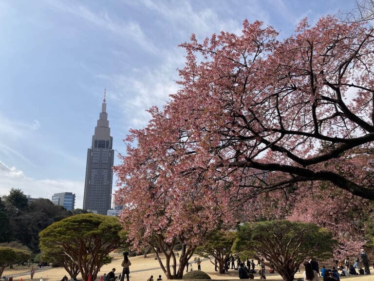 新宿御苑櫻花
