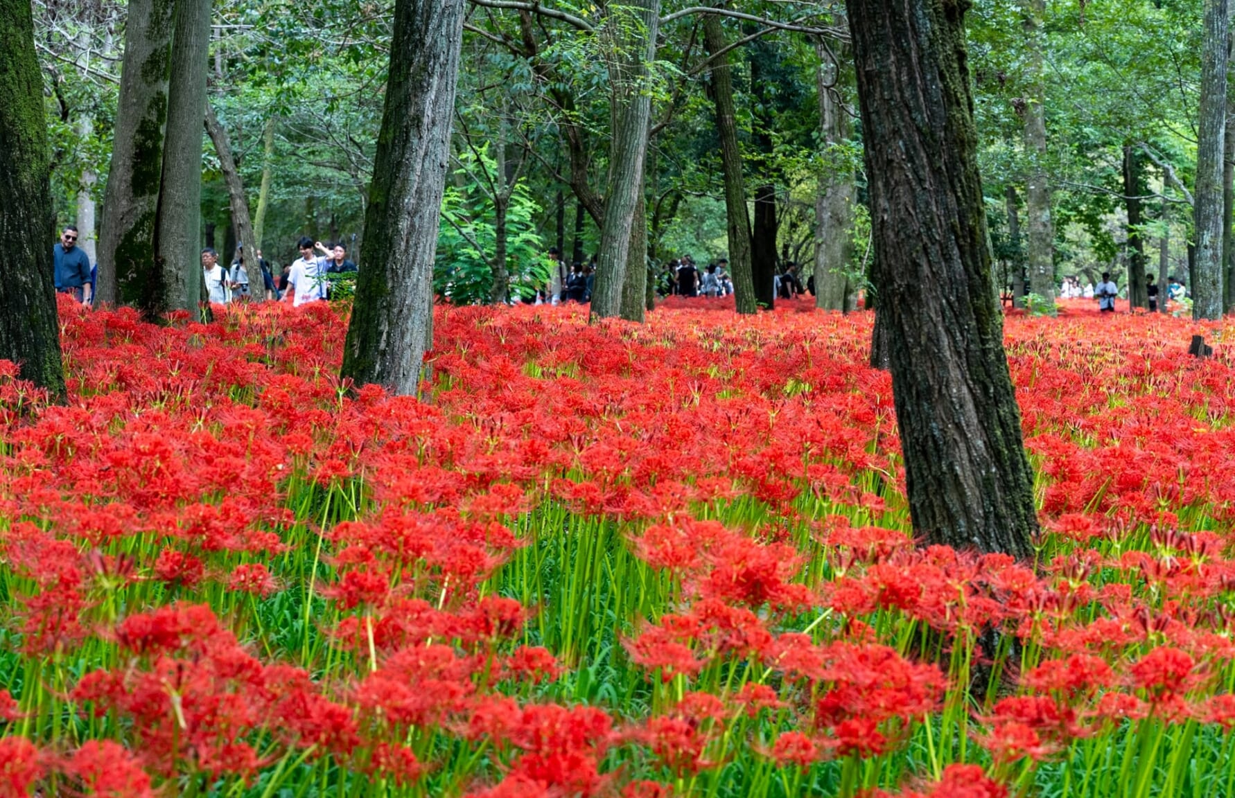 曼珠沙華