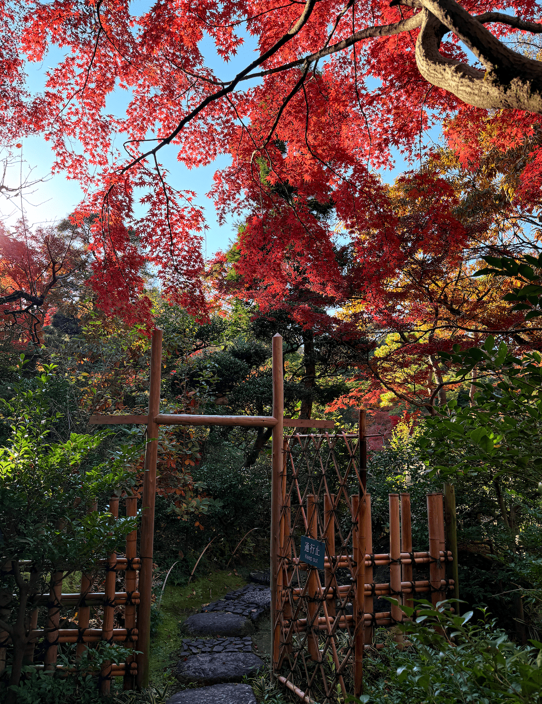 根津美術館楓葉