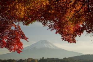 富士山一日遊行程推薦：新宿出發!獨家私藏一日遊河口湖、御殿場Outlet！