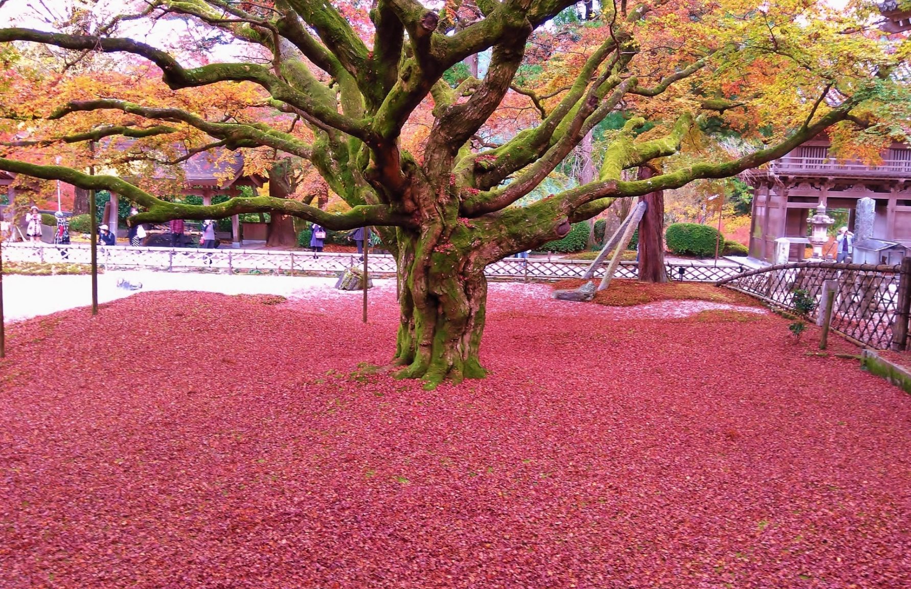 雷山千如寺大悲王院楓葉